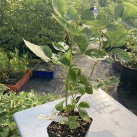 Blackberry Apache Potted Plant (SOLD OUT) 