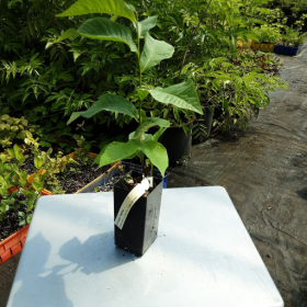 Paw Paw Sunflower Potted Plant (SOLD OUT)