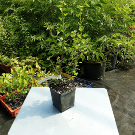 Gooseberry Black Velvet Potted Plant (SOLD OUT)