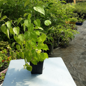 Mulberry Dwarf Potted Plant (SOLD OUT)