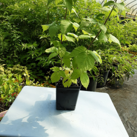 Raspberry Glencoe Purple Potted Plant (SOLD OUT)