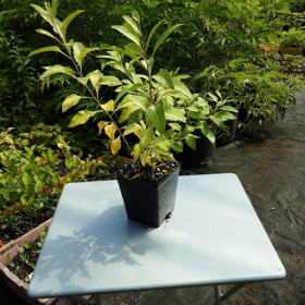 Goji Berry Potted Plant (SOLD OUT)