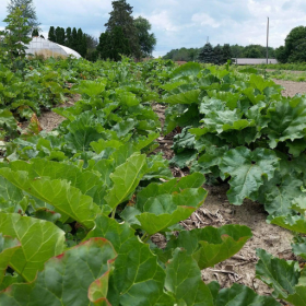 Green Victoria rhubarb bereroot plants