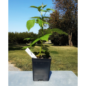 Raspberry Heritage Potted Plant (SOLD OUT)