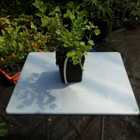 Gooseberry Hinnomaki Yellow Potted Plant (SOLD OUT)