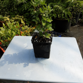 Gooseberry Invicta Potted Plant (SOLD OUT)