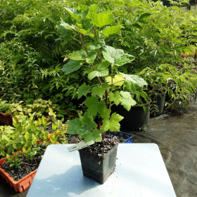 Currant Jonker Van Tets Red Potted Plant