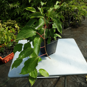 Kiwi Male - Potted Plant (SOLD OUT)