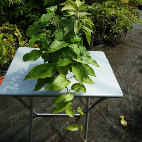 kiwi Michigan State Potted Plant (SOLD OUT) 