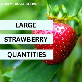 (SOLD OUT 2026 SEASON) Rutgers Scarlet Strawberry ™  - LARGE QUANTITY PRICING June Bearer 25/bundle