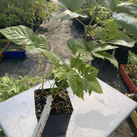 Blackberry Natchez Potted Plant (SOLD OUT)