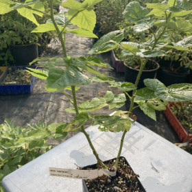 Raspberry Nova Potted Plant (SOLD OUT)