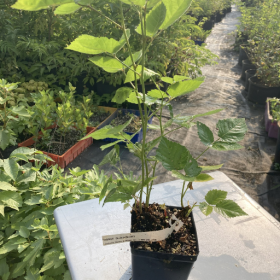 Blackberry Osage Potted Plant (SOLD OUT)