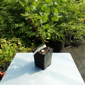 Gooseberry Pixwell Potted Plant (SOLD OUT)